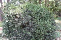 Jacquinia ruscifolia